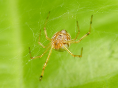 Theridion zonulatum