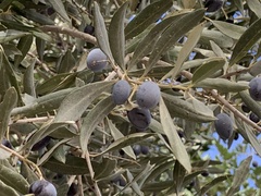 Olea europaea