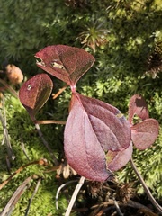 Viburnum cassinoides