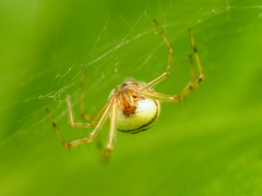 Theridion zonulatum