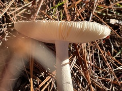 Amanita rhacopus
