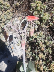 Cotyledon orbiculata