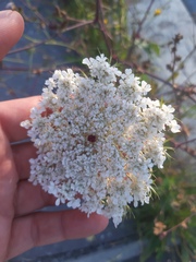 Daucus carota