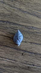 Neogastropoda