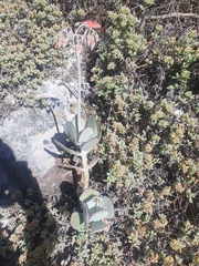 Cotyledon orbiculata