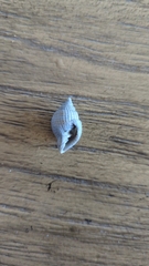 Neogastropoda