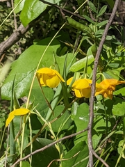 Calochortus amabilis
