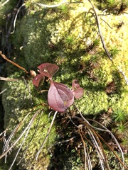 Viburnum cassinoides