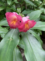 Costus phyllocephalus