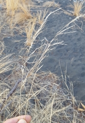 Aristida adscensionis