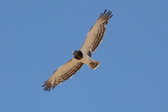 Circaetus pectoralis