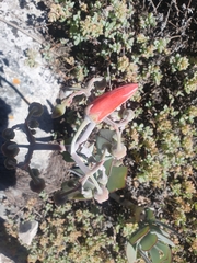 Cotyledon orbiculata