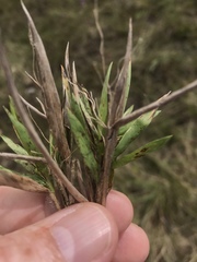 Dichanthelium praecocius