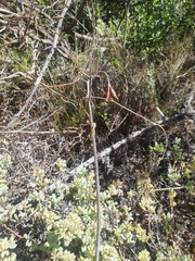 Cotyledon orbiculata