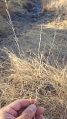 Aristida adscensionis