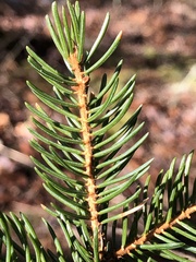 Picea mariana