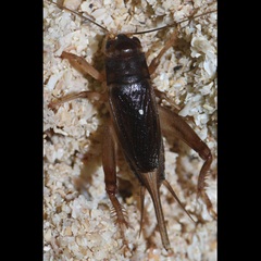 Gryllidea