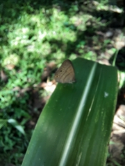 Hermeuptychia hermes