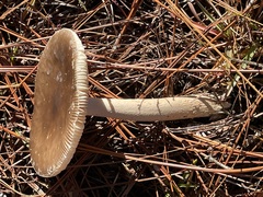 Amanita rhacopus