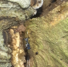 Harmochirus brachiatus
