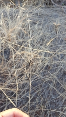 Aristida adscensionis