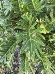 Thaumatophyllum xanadu