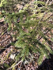 Picea mariana