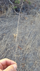 Aristida adscensionis