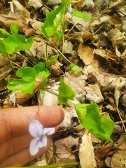 Viola rostrata