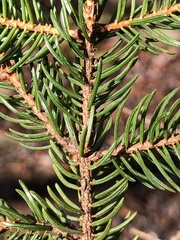 Picea mariana