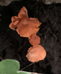 Cantharellus cinnabarinus