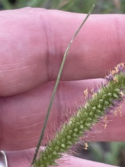 Setaria sphacelata
