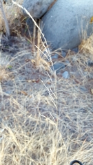 Aristida adscensionis