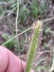 Setaria sphacelata