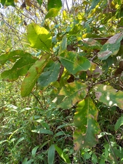 Curatella