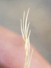 Aristida adscensionis