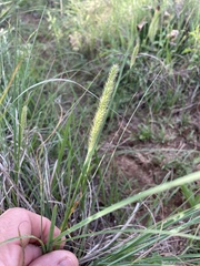 Setaria sphacelata