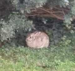 Sylvilagus floridanus