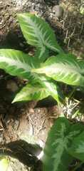 Syngonium podophyllum