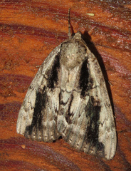 Catocala angusi