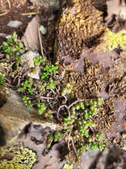 Sedum brevifolium