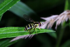 Xanthogramma flavipes