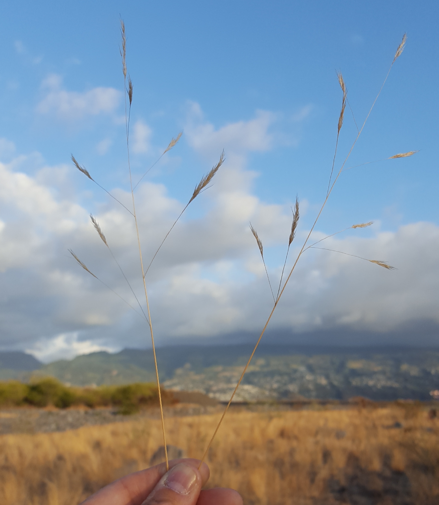 (c) François Rousseu, certains droits réservés (CC BY-NC) https://www.inaturalist.org/observations/143044362