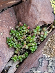 Sedum brevifolium