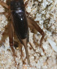 Gryllidea