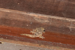 Thecadactylus solimoensis