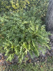 Thaumatophyllum xanadu