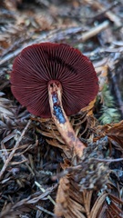 Cortinarius smithii