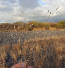 Aristida congesta barbicollis