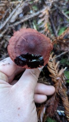Cortinarius smithii